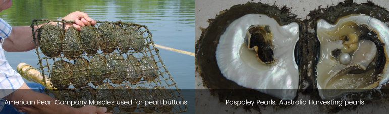 Pearl Farms - Marge Dawson